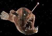 《魚資漁味》20150114 意外釣獲深海安康魚