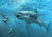 《魚資漁味》20150618 泉州臺灣海峽釣獲130斤黑鰭鯊