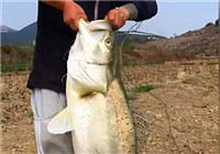 《魚資漁味》20170317 王佐釣獲巨型鱸魚打破世界紀錄