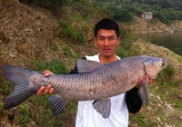 《魚資漁味》20150804 安徽合肥釣友擒獲72斤大青魚