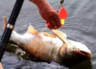 《魚資漁味》20150821 賈東普水庫釣獲鰱鳙單尾15斤重