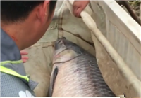 《魚資漁味》20160614 趙自毅黑坑釣巨物