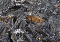 《魚資漁味》20150723 黑坑垂釣鯉魚的餌料調配技巧