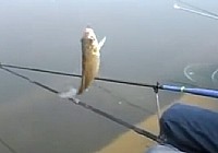 《魚資漁味》20140909 淮南約釣比賽