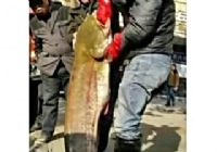 《魚資漁味》20141226 洞庭湖釣獲78斤大鯰魚視頻
