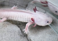 《魚資漁味》20150507 野釣大體型鯽魚是否需要小藥