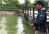 《魚資漁味》20160524 上海明珠湖釣獲巨型鱤魚