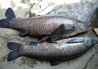 《魚資漁味》20151119 安徽釣友兩天擒獲兩尾百斤大青魚