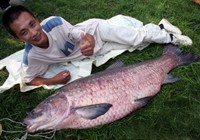 《魚資漁味》20150818 安徽釣友釣獲130斤大青魚