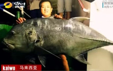 《魚資漁味》20150817 海釣王美里挑戰86斤巨型GT