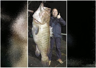 《魚資漁味》20150415 男子海釣102斤石斑魚