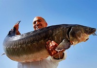 《魚資漁味》20150604 手竿釣獲118斤鱘魚