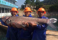《魚資漁味》20151021 浙江杭州千島湖大網捕魚驚現180斤青魚王