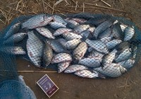 《魚資漁味》20151225 大水庫垂釣鯽魚鯉魚的打窩用餌技巧