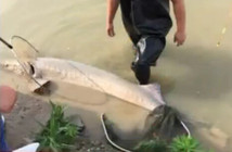 《魚資漁味》20150626 內蒙古釣友釣獲86斤鱘魚