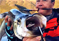 《魚資漁味》20170413 路亞釣友杜建平在圣水湖擒獲亞米級翹嘴