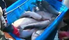 《魚資漁味》20150106 360斤藍鰭金槍拍得23萬