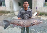 《魚資漁味》20151112 安徽釣友釣獲116斤大青魚