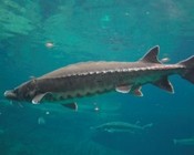 《魚資漁味》20150709 刷新紀錄釣友擒獲201斤養殖鱘魚