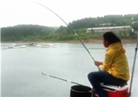 《魚資漁味》20160623香山水庫賈東普釣獲大草魚