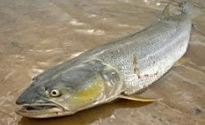 《魚資漁味》20150129 江蘇釣友捕獲近百斤巨無霸鳡魚