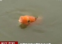 《魚資漁味》20141111 牧野釣王總決賽今開賽