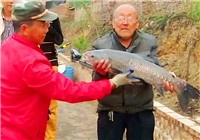 《魚資漁味》20170215 82歲釣魚人短竿擒獲20斤大青魚