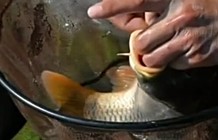 《魚資漁味》20150105 2015元旦假期精彩賽事