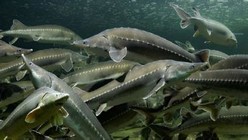 《魚資漁味》20150708 青島釣友擒獲188斤養殖鱘魚