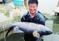 《魚資漁味》20150602 山東釣友釣獲30斤重大青魚