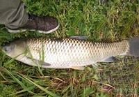 《魚資漁味》20150729 釣友空手釣獲體長80cm大草魚