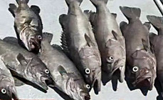 《魚資漁味》20150115 海釣60斤青甘魚