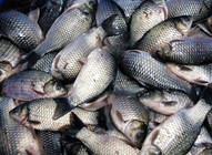 《魚資漁味》20150707 釣魚比賽創單場100斤魚獲記錄