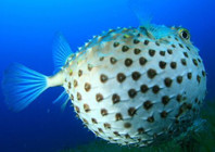 《魚資漁味》20150423 江蘇釣友釣獲36公分河豚王