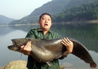 《魚資漁味》20150715 天津釣友釣獲30斤大鯰魚
