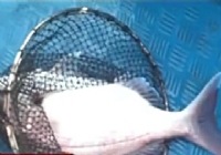 《魚資漁味》20141216 大東海釣獲90斤金槍魚傳奇