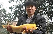 《魚資漁味》20150306 江西釣友釣獲罕見金色鯰魚
