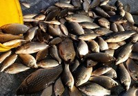 《程寧釣魚視頻》競技釣鯽魚教學視頻第21集