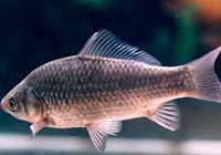 《程寧釣魚視頻》競技釣鯽魚教學視頻第23集
