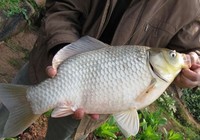 《程寧釣魚視頻》競技釣鯽魚教學視頻第24集