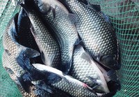 《程寧釣魚視頻》競技釣鯽魚教學視頻第22集