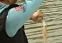 《鄧剛釣魚視頻》 第03集 春天在水庫釣魚技巧