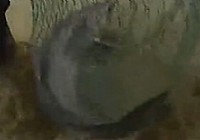 《鄧剛釣魚視頻》 第02集 釣鯉魚教學視頻