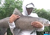 《化紹新釣魚視頻》湖北寺坪水庫搏大青魚