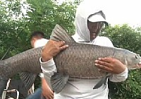《化紹新釣魚視頻》精彩遛大青魚視頻