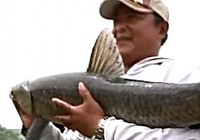 《化紹新釣魚視頻》湖北寺坪水庫釣巨青