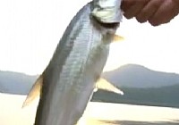 《化紹新釣魚視頻》湖北寺坪水庫釣翹嘴魚