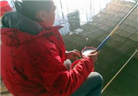 《陪著地瓜去釣魚》20171118 天津東麗一號棚鯽魚(上)