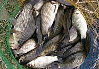 《老鬼釣魚視頻》狂釣鯽魚