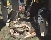 《老鬼釣魚視頻》征戰烏貴淖爾湖(下)